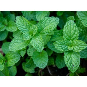 Herb 'Peppermint' Plant (4" Pot)