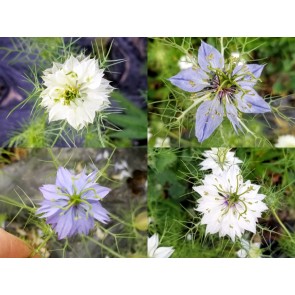 Love-in-a-Mist 'Persian Jewels Blue and White Mix' Seeds (Certified Organic)