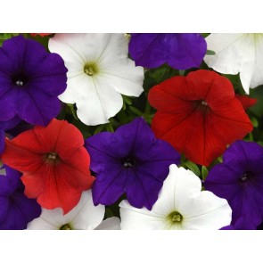 Petunia, Classic Colors Mix Seeds (Certified Organic)