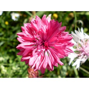 Bachelor's Button 'Rose Pink'