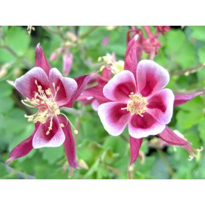 Pink and White Columbine Seeds (Certified Organic)