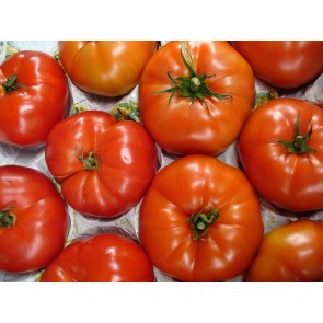 Tomato 'Beefmaster F2'