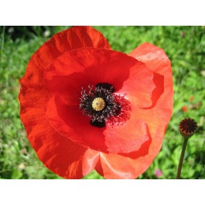 Red Corn Poppy