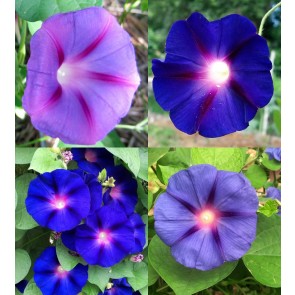 Morning Glory ‘Purple Mix’