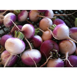 Turnip 'Purple Top'