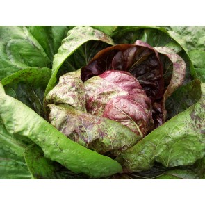 Radicchio ‘Early Palla Rossa’ 