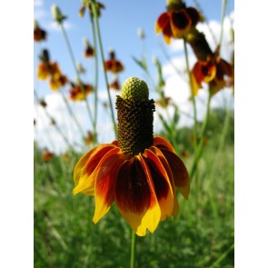 Mexican Hats Mix Seeds (Certified Organic)