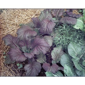 Broad-leaved Mustard 'Red Giant'