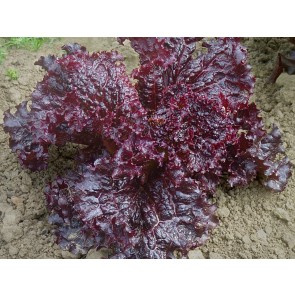 Leaf Lettuce 'Ruby Red' 