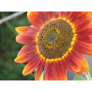 Sunflower 'Red Sun'