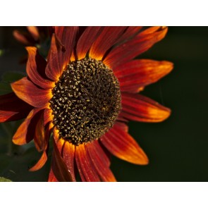 Sunflower 'Red Sun' Seeds (Certified Organic)