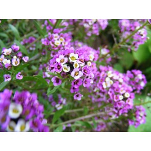 Alyssum 'Royal Carpet'