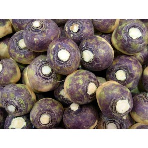 Rutabaga 'American Purple Top'