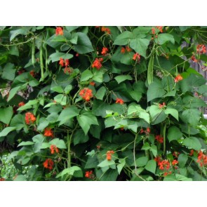 Scarlet Runner Bean