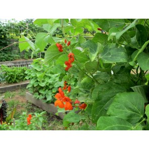 Scarlet Runner Bean Seeds (Certified Organic)