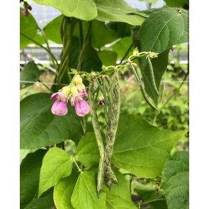 Pole Snap Bean 'Rattlesnake' Seeds (Certified Organic)