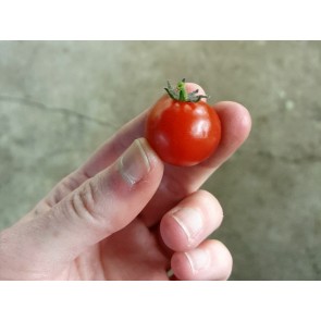 Tomato 'Vilma' 