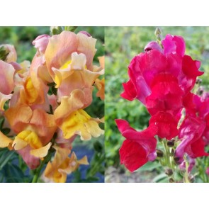 Snapdragon Mixed Colors 