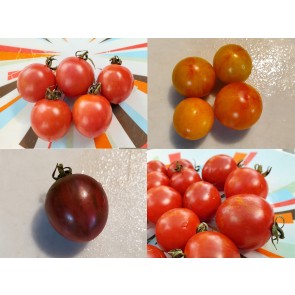 Tomato 'Sprinkles Mix' Seeds (Certified Organic)