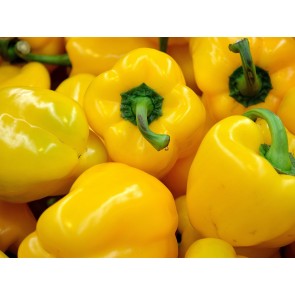 Sweet Pepper ‘Yellow Bell’ Seeds (Certified Organic)