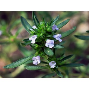 Summer Savory