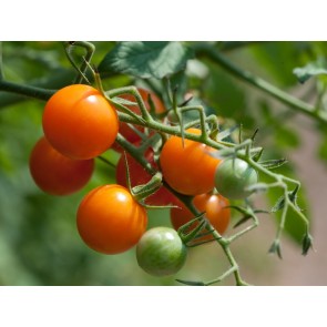 Tomato 'Sungold F2' Seeds (Certified Organic)