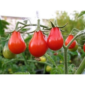 Tomato 'Red Pear'
