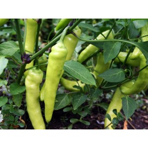 Banana Pepper 'Sweet Banana' Seeds (Certified Organic)