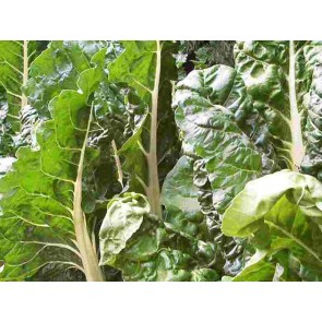 Swiss Chard 'Fordhook Giant'