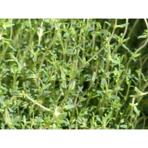 Thyme, Common