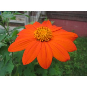 Mexican Sunflower 'Orange Torch' Seeds (Certified Organic)