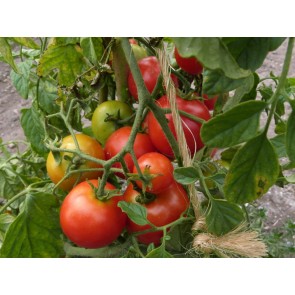 Tomato 'Sub-Arctic Plenty' 