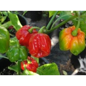 Pepper HOT 'Congo Red Trinidad Habanero' Plant