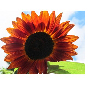 Sunflower 'Velvet Queen'