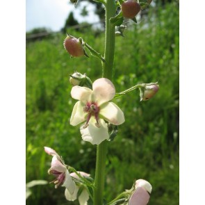 Moth Mullein Seeds (Certified Organic)