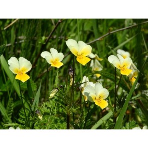 Wild Pansy Seeds (Certified Organic)