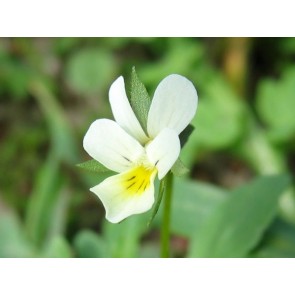 Wild Pansy Seeds (Certified Organic)