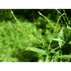 White Vervain Seeds (Certified Organic)