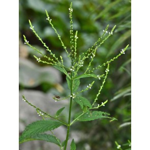 White Vervain Seeds (Certified Organic)