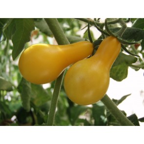 Tomato 'Yellow Pear'