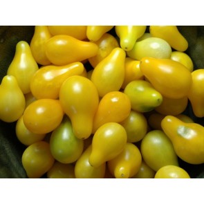 Tomato 'Yellow Pear' Seeds (Certified Organic)