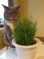 Wheatgrass/Catgrass 'Hard Red Winter Wheat' 