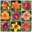 Daylily Mix 