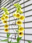 Small Yellow Foxglove