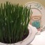 Wheatgrass/Catgrass 'Hard Red Winter Wheat' 