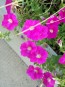 Petunia ‘Pink, Purple and Magenta Trailing Mix’