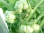 Tomato 'Reisetomate' Seeds (Certified Organic) 