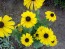 Black-Eyed Susan 'Indian Summer' 