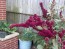 Amaranth 'Elephant Head'