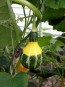 Gourd 'Bicolor Pear' 